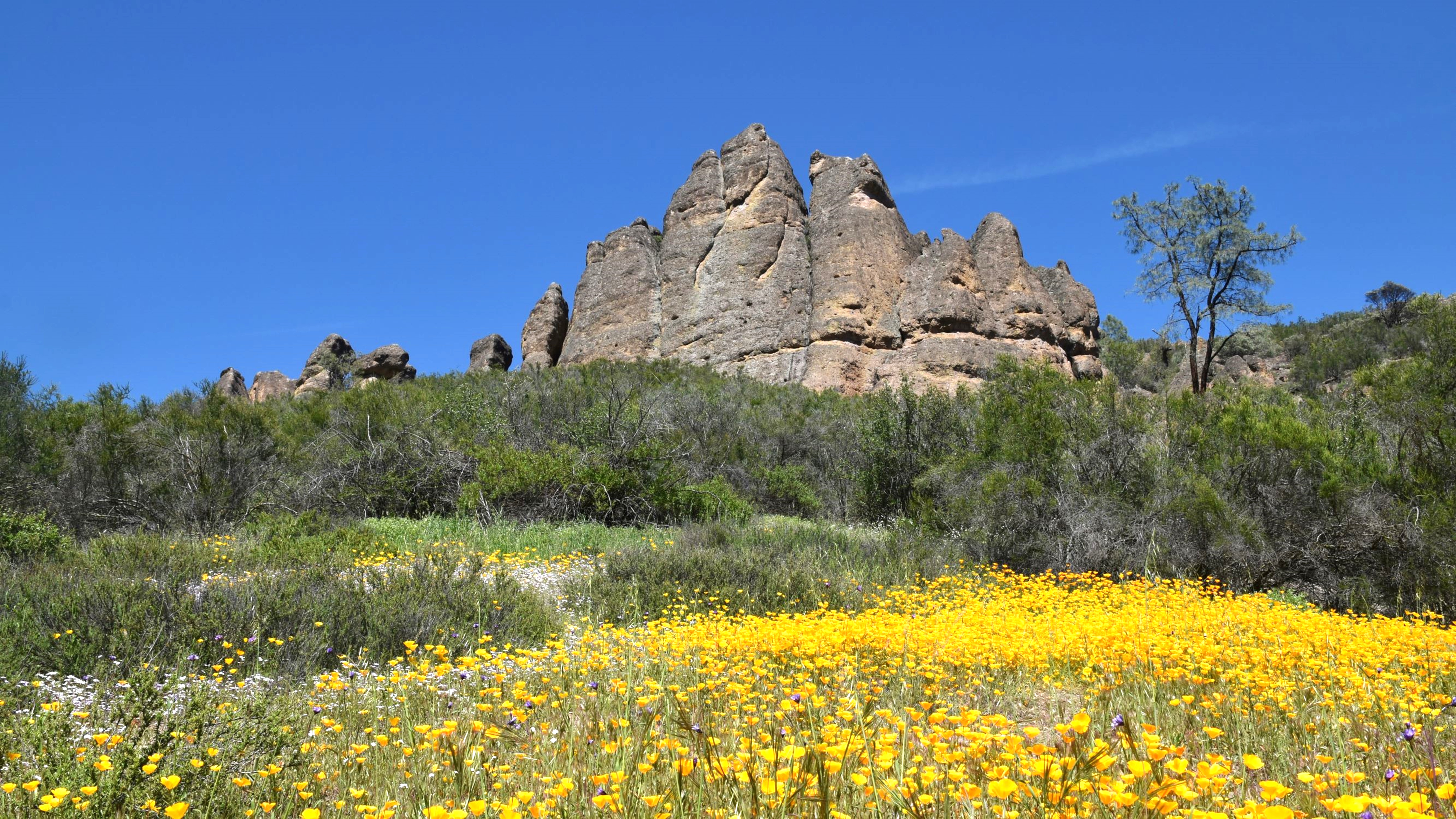 Pinnacles Spring.jpg